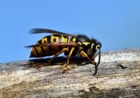 Hård hvepsesommer i vente