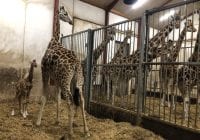 Girafunge, foto: Givskud Zoo