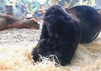 Gorillaunge, foto: Givskud Zoo