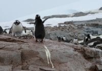 Pingviner & lattergas, Foto: Sophie Elise Elberling