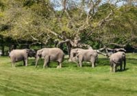 De sidste cirkuselefanter i Danmark er nu blevet lukket ud på den lollandske savanne i Knuthenborg Safaripark. Foto: Asger Thielsen