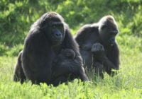 Gorillaungen Malkia, foto: Givskud Zoo