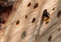 Bier kan blive årets sydjyske havetrend: Sådan får du en insektvenlig have
