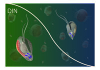 Enkeltcellede alger er langt mere komplekse end tidligere antaget