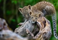 Overraskede forskere: Antallet af leoparder i Nordkina stiger