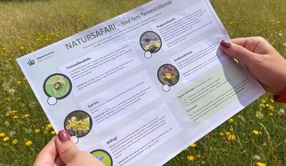 Natursafari i sommerferien: Find 25 farverige, stinkende og smukke arter i den danske natur