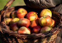 Kom til Havens Dag i Plantorama i Vejle og prøv årets æblejuice