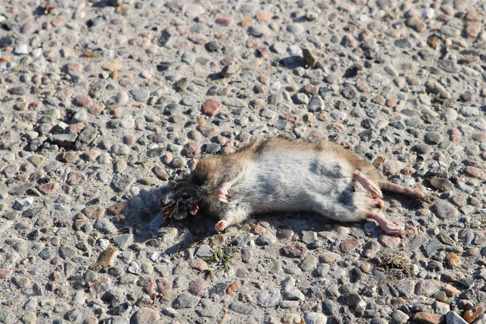 Ny rottebekæmper i Vejle Kommune